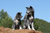 AKITA INU 479
